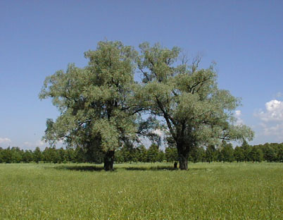 Остатки былого парка